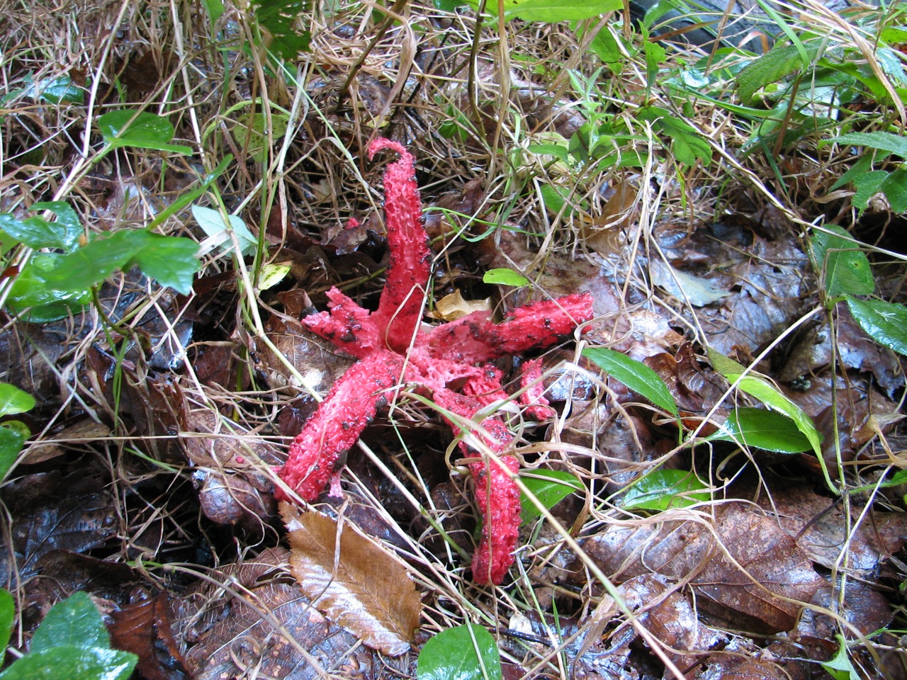 Clathrus archeri 01